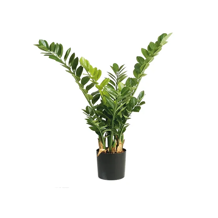 Искусственное растение замиокулькас натуральный 46303N - 0