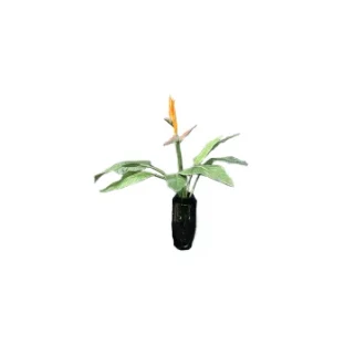 Искусственные растения FLORAWORLD Искусственное растение STRELITZIA BUSH — купить в наличии или под заказ | RIM