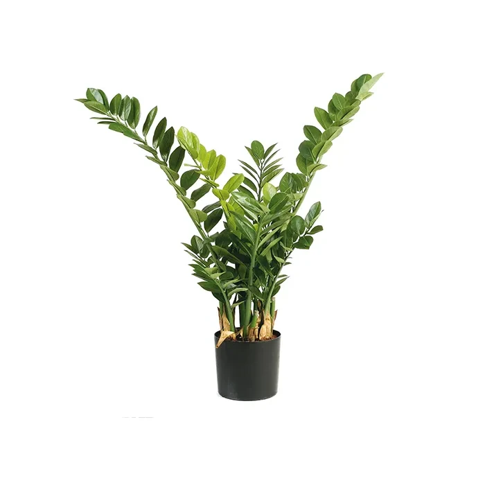 Штучна рослина заміокулькас натуральний 46303N - 0